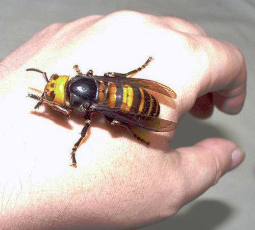 funny-nope-moment-giant-wasp